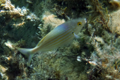 Sarpa salpa