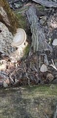Ganoderma megaloma