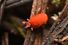 Trombidioidea