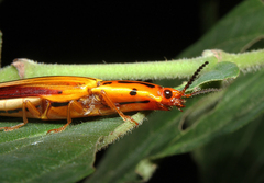 Semiotus intermedius