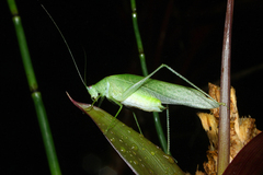 Anaulacomerina