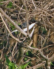 Microspingus melanoleucus