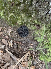 Sistrurus miliarius barbouri