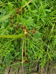 Scirpus atrovirens