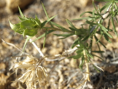 Hecastocleis shockleyi