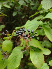 Cornus sanguinea
