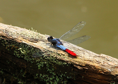 Planiplax erythropyga