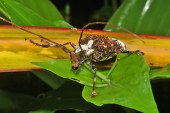 Polyrhaphis grandini