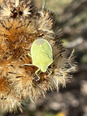 Chlorochroa