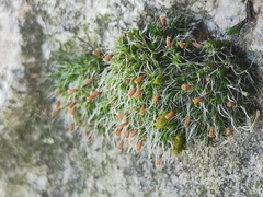 Grimmia