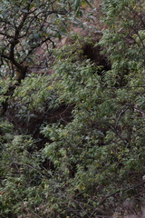 Litsea glaucescens
