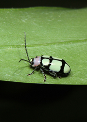 Omophoita octoguttata