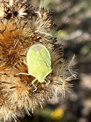 Chlorochroa