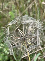 Tragopogon