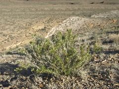 Hecastocleis shockleyi