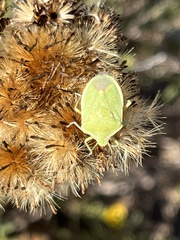 Chlorochroa