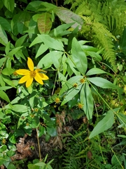 Coreopsis major