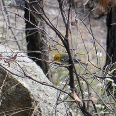 Setophaga occidentalis