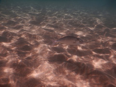 Seriola dumerili