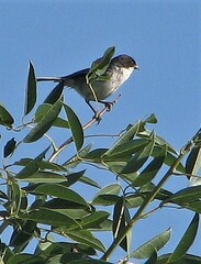 Microspingus melanoleucus