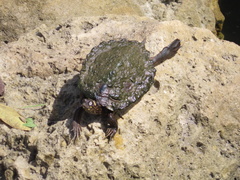 Graptemys ouachitensis