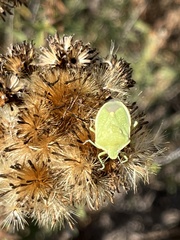 Chlorochroa