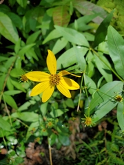 Coreopsis major