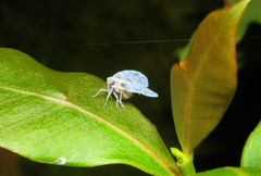 Bothriocera