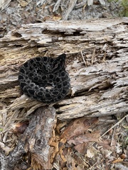 Sistrurus miliarius barbouri