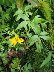 Coreopsis major