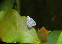 Bothriocera