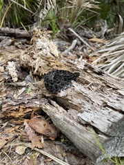 Sistrurus miliarius barbouri