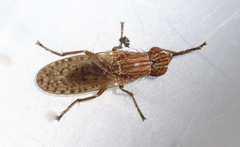 Pherbellia schoenherri