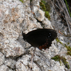 Gyrocheilus patrobas