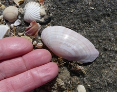 Gari convexa