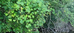Vitis