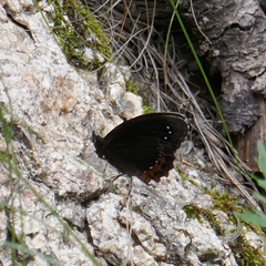 Gyrocheilus patrobas
