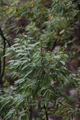 Litsea glaucescens