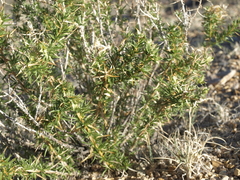 Hecastocleis shockleyi
