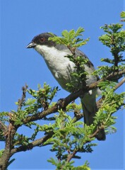 Microspingus melanoleucus
