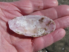 Gari convexa