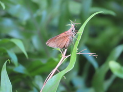 Asbolis capucinus