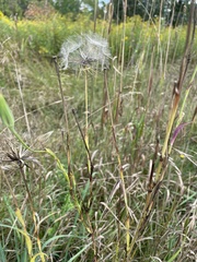 Tragopogon