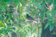 Icterus spurius spurius