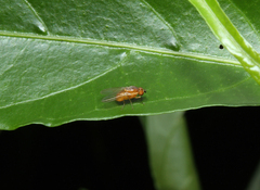 Drosophilidae
