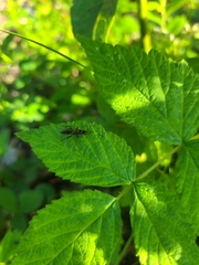 Cratichneumon