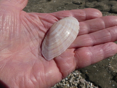 Gari convexa