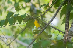 Icterus spurius spurius