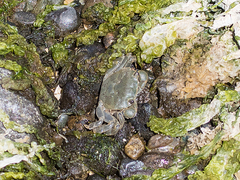 Hemigrapsus nudus