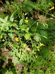 Hieracium paniculatum